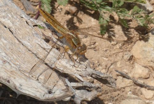 Réf. 341 630 : Crocothemis erythraea